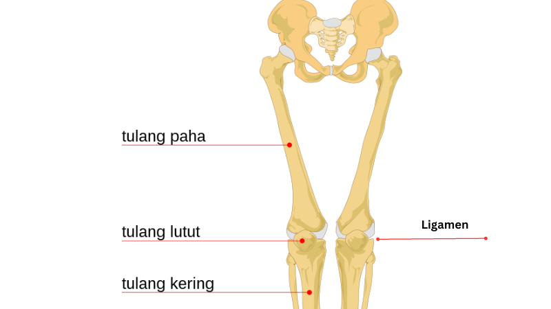 anatomi lutut